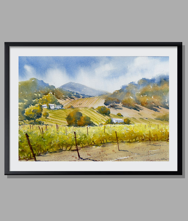 Golden Hills of Napa